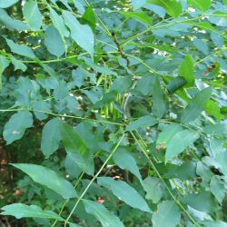 Golden Ash Tree (Fraxinus excelsior 'Jaspidea') Supplied height 1.5 - 1.8m in a 12 litre container **FREE UK MAINLAND DELIVERY + FREE 100% TREE WARRANTY**